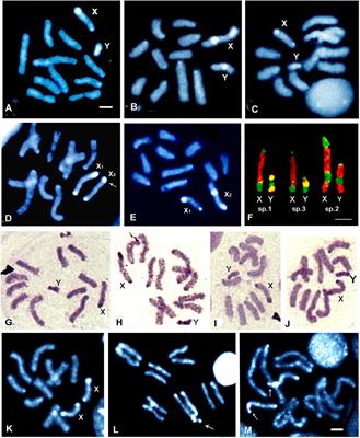 Genetical, Morphological, Behavioral, and Ecological Traits Support the Existence of Three Brazilian Species of the Anastrepha fraterculus Complex of Cryptic Species